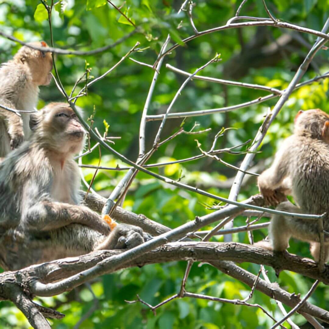 القرود في وادي أوريكا singes jouant dans la vallée d’Ourika