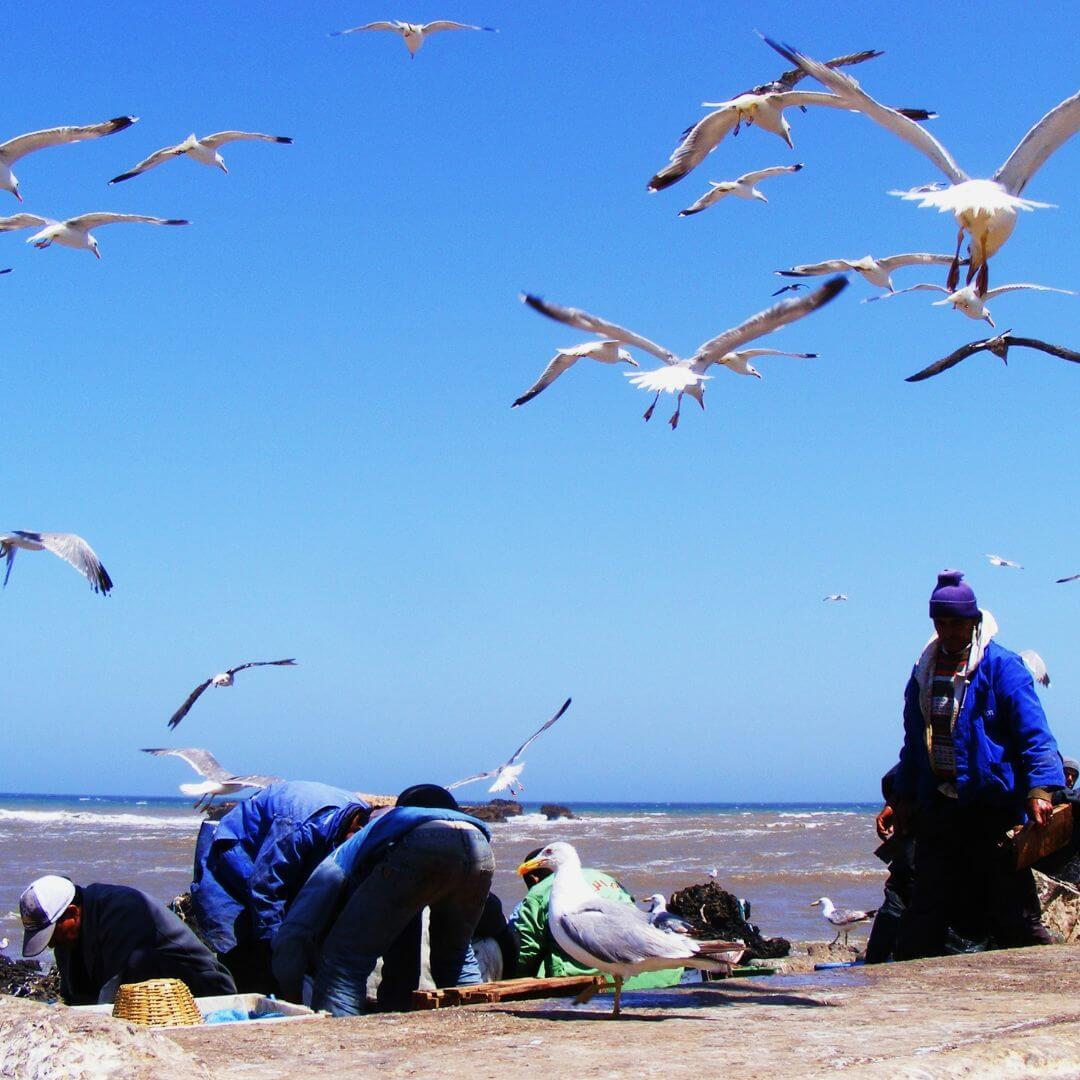 مراكب الصيد التقليدية الملونة في ميناء الصويرة على المحيط الأطلسي بالمغرب